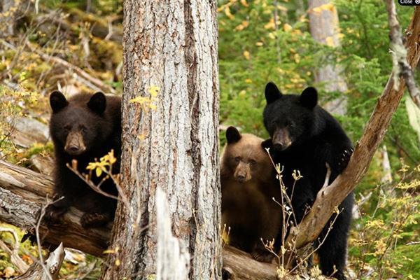 Wells Gray Guest Ranch Hotell Clearwater Eksteriør bilde